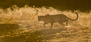 leopard